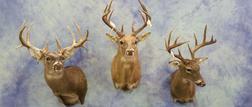 Taxidermy Services in Texas