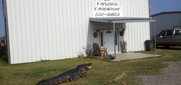 Taylor's Taxidermy Services