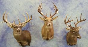 Texas Taxidermy Services