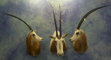 African Exotic Taxidermy Services - Texas